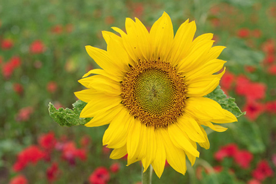 a Sunflower in full bloom