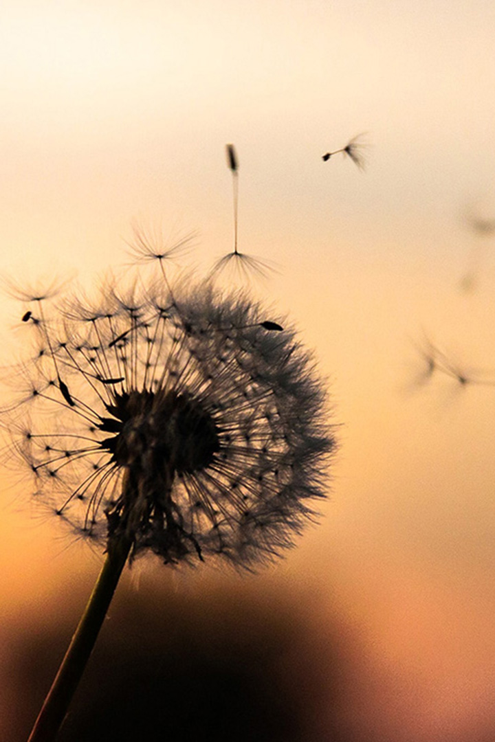 dandelion seeds