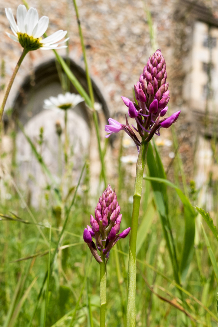 Orchids and Daisys in the courtyard at St Mary's in Coddenham