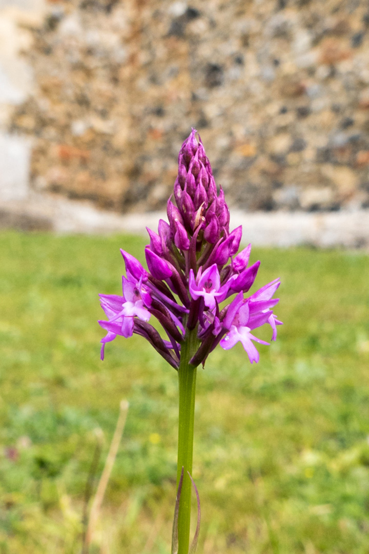 Orchid opening in St Mary's Churchyard