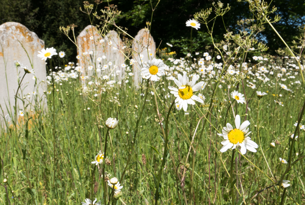 Oxeye daisies growing in the graveyard