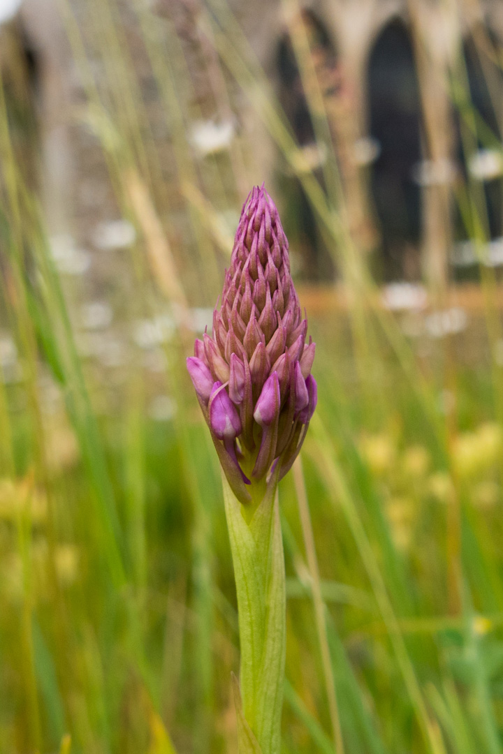 Coddenham - Churchyard Orchid - picture by Colin Hardy