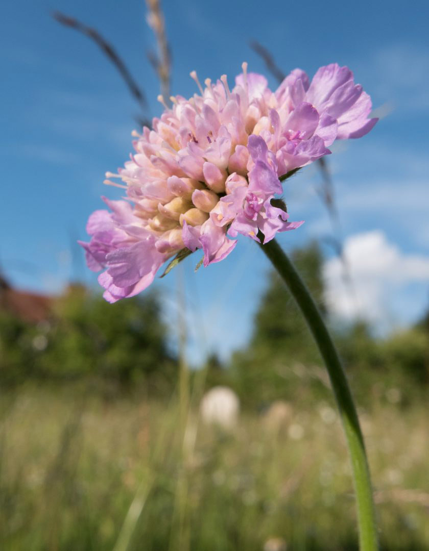 Pink Scabious in St Mary's Churchyard