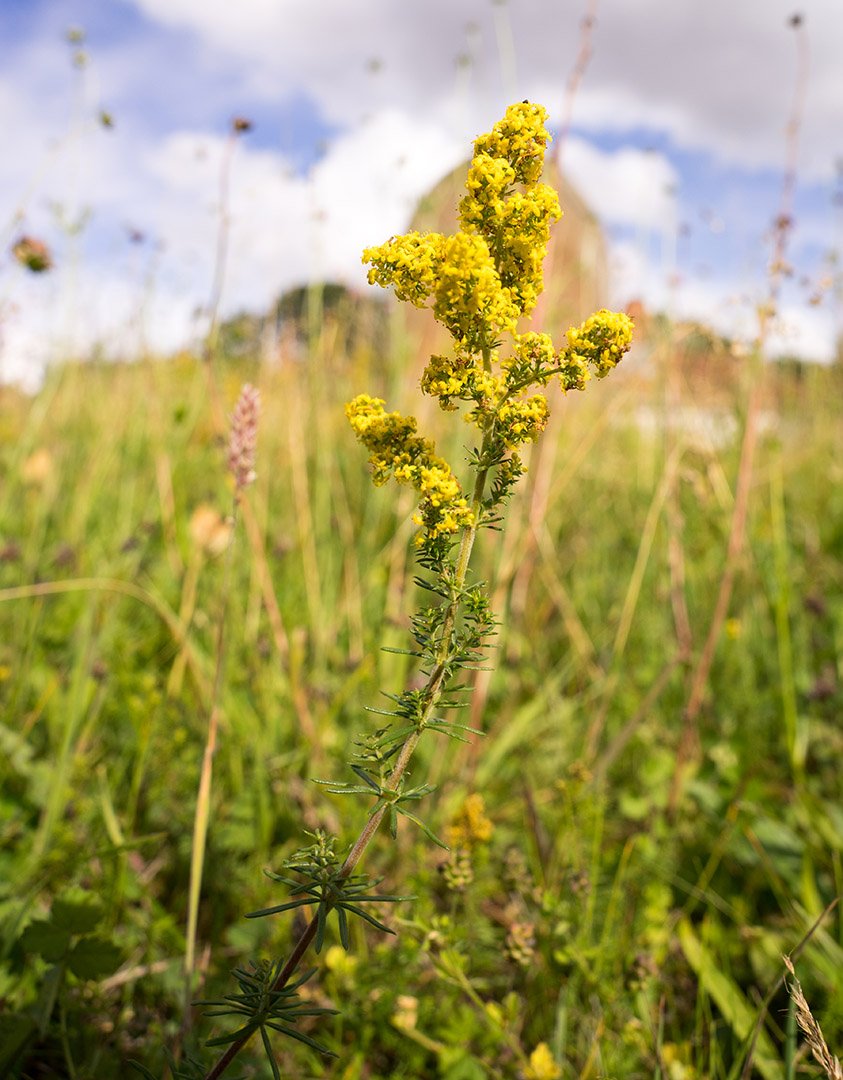 Bedstraw in the Churchyard