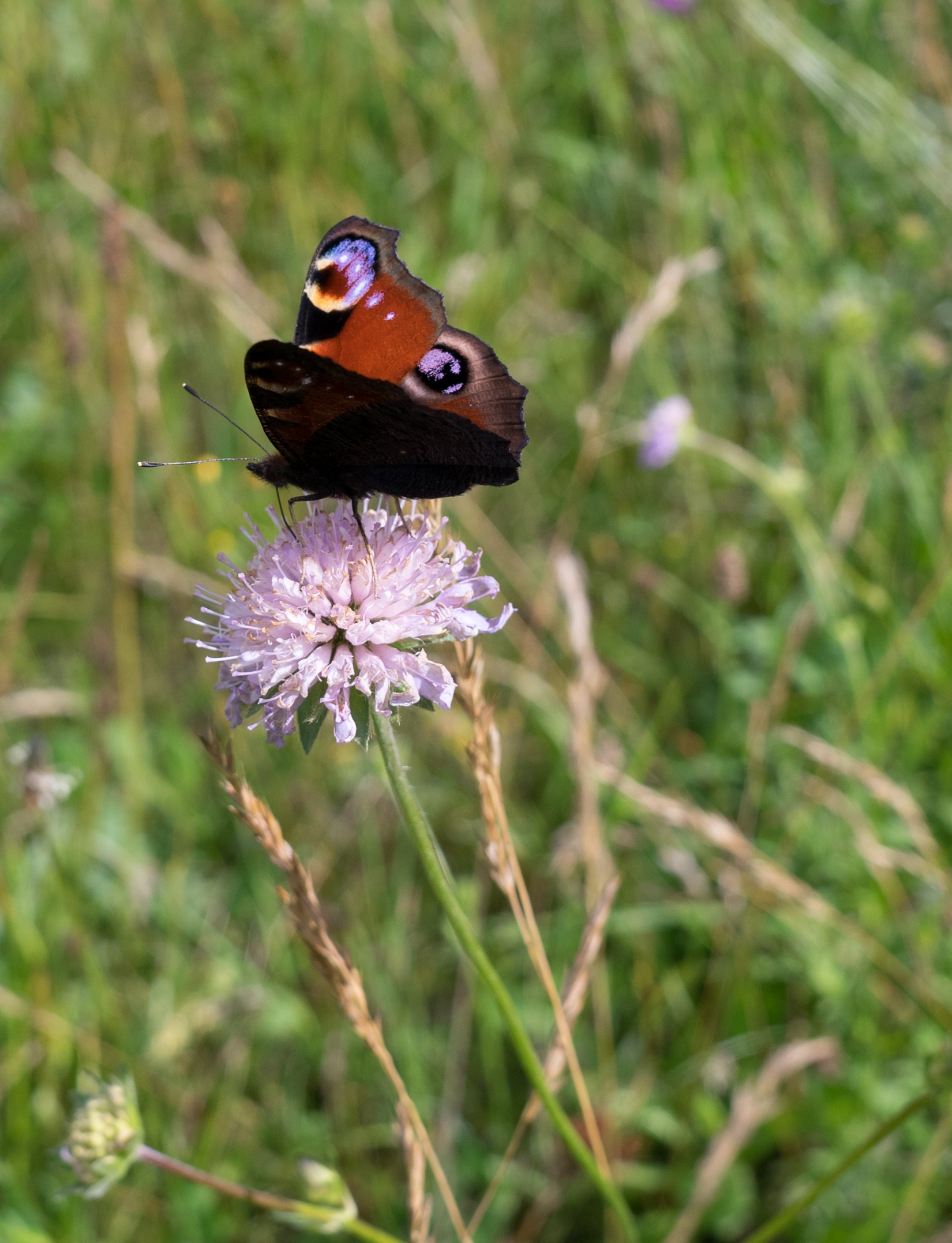 peacock butterfly