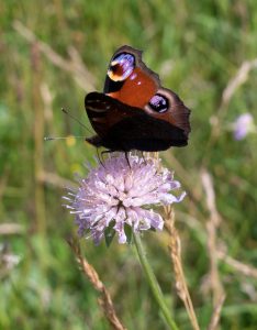 Peacock Butterfly on Scabious in Coddenham Churchyard