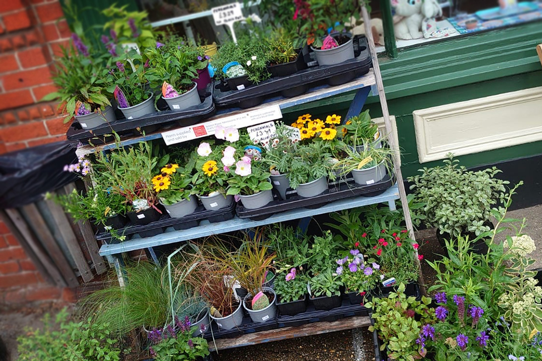 Coddenham_Village_shop_summer_plants