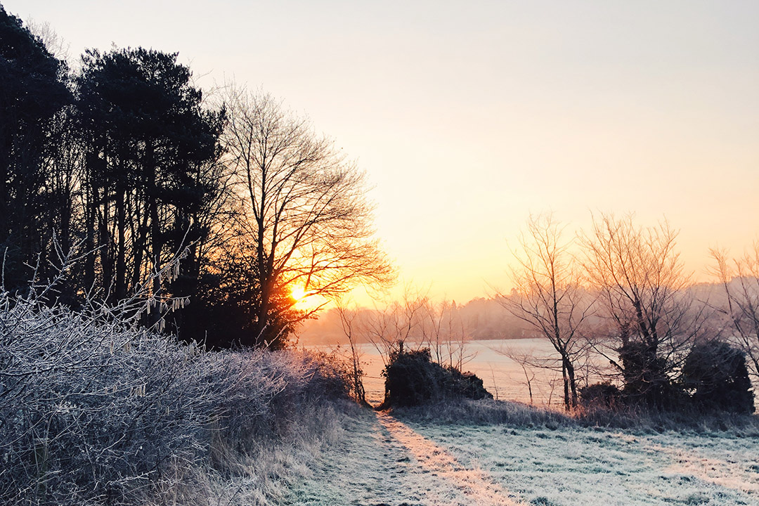 frosty hedgerows going into an orange sunrise