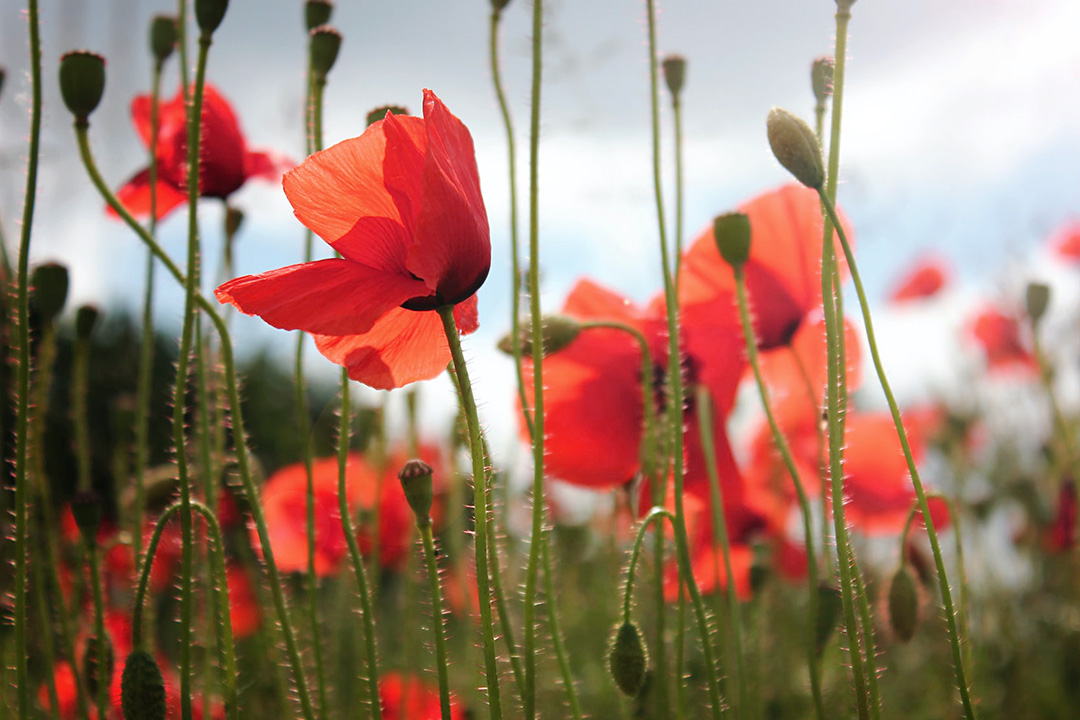 Low level photo of poppies in a field