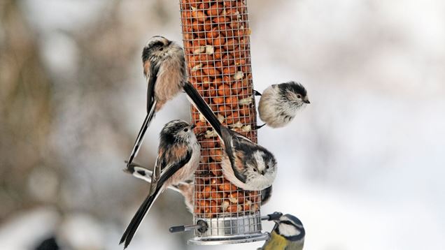 birds feeding