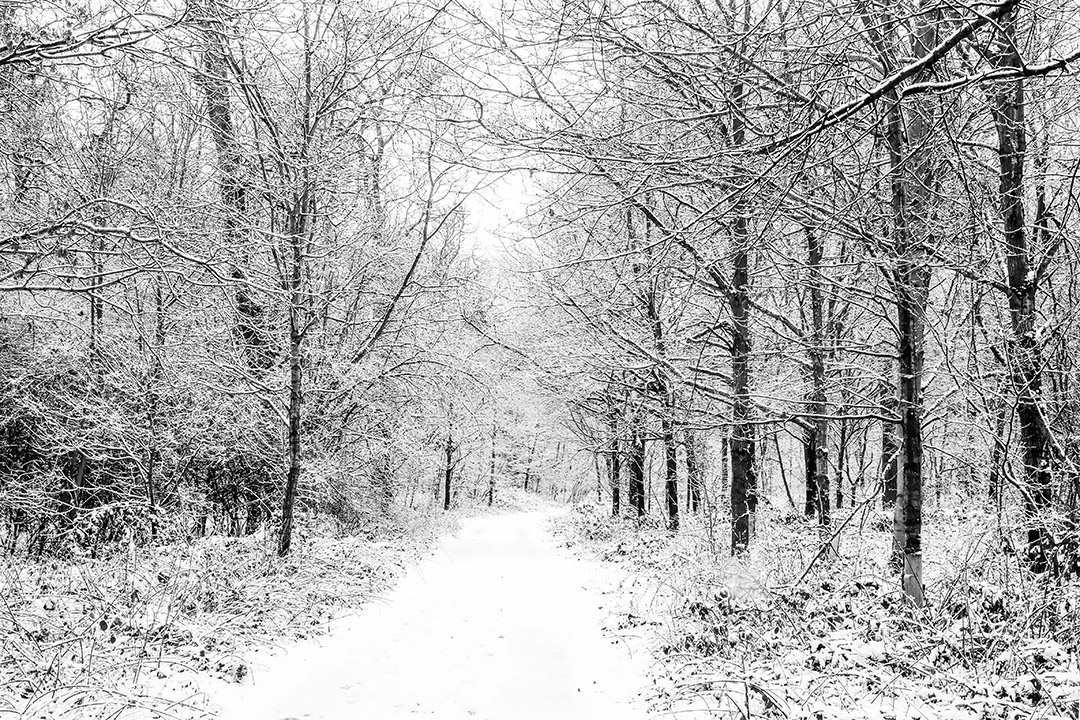 coddenham_wood_walk_in_the_snow