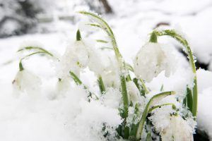 Snowdrops in the snow