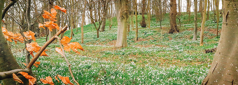 Snowdrops near Coddenham