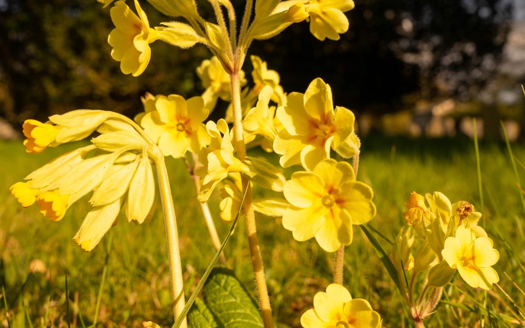 North Bosmere Benefice Notice Sheet