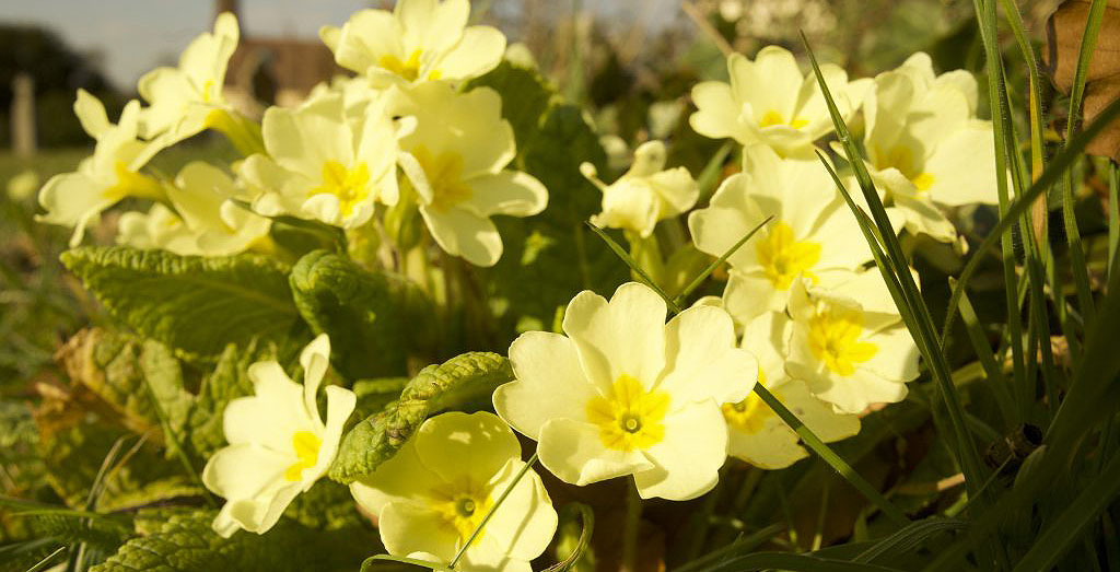 Primrose-3 Primroses cropped