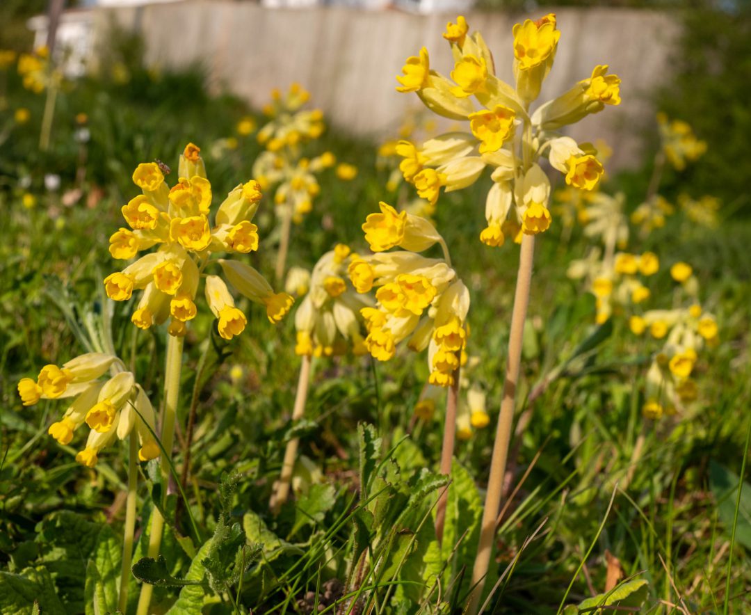 cowslips