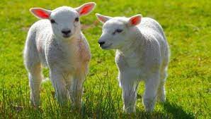 I am the Good Shepherd – From the Rectory