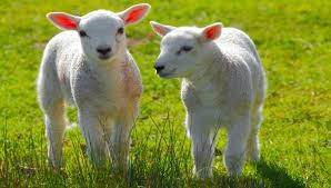 lambs