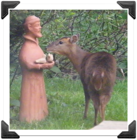 St Francis with deer