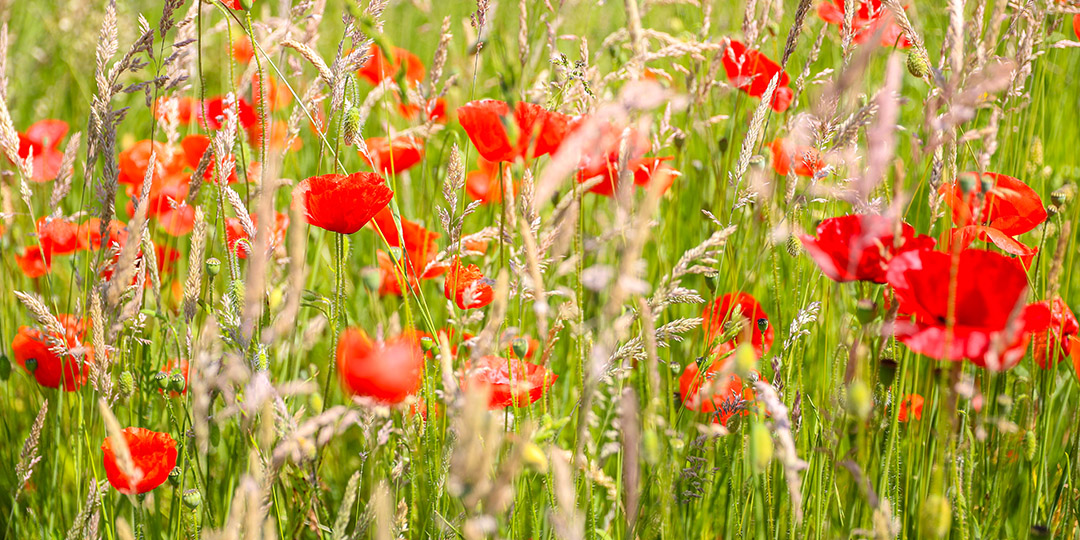 20210617_0004_poppies_1080x540 A field of poppies