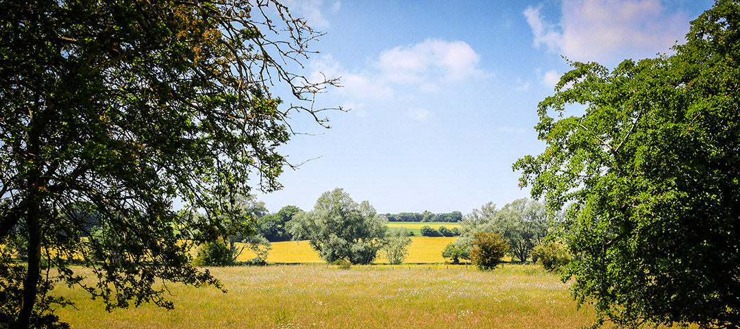 field view