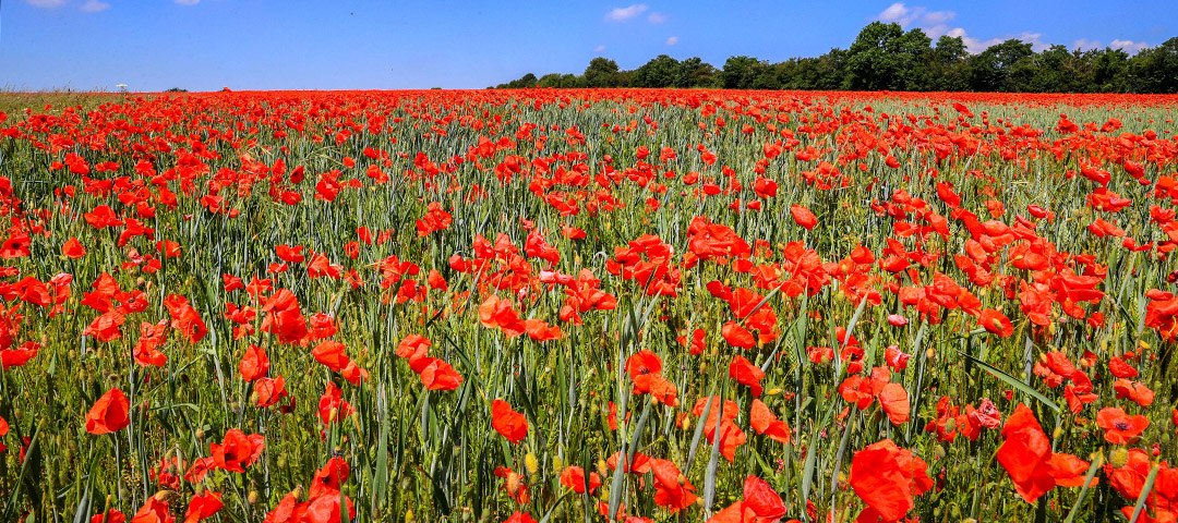 sea of poppies
