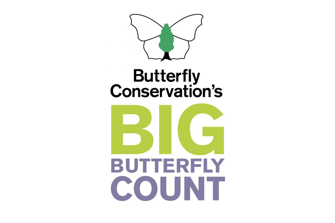 The Big Butterfly Count Suffolk