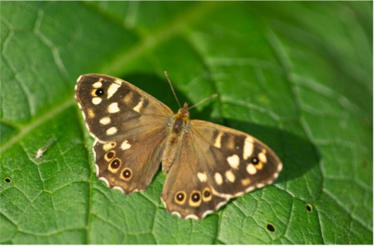 Butterfly by Colin Hardy