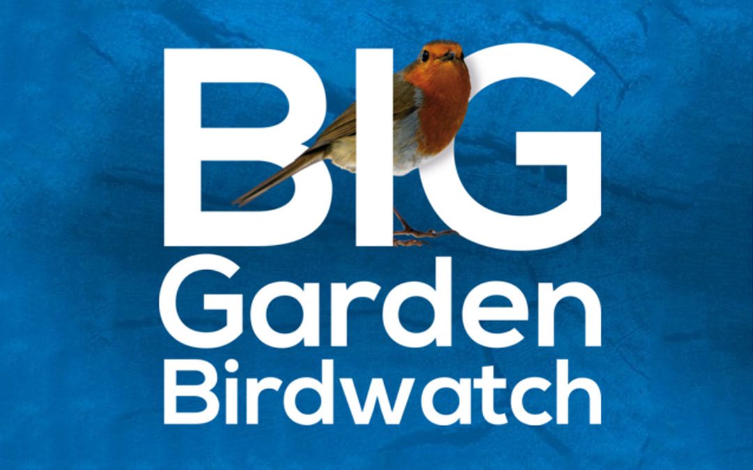 Get Ready for the BIg Garden Birdwatch at Coddenham Community Shop