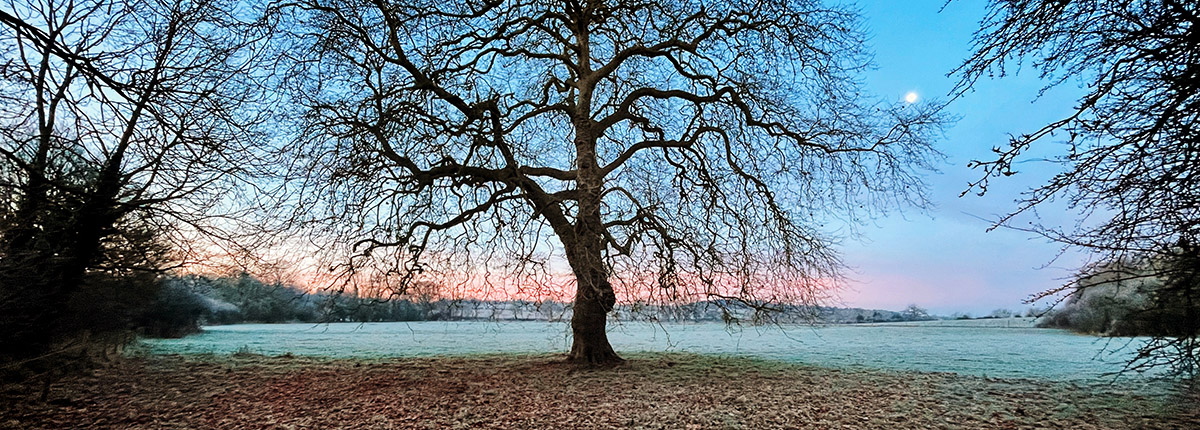 Coddenham landscape with large winter tree in frost