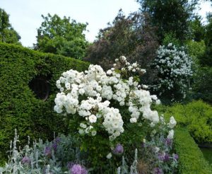 open gardens shrub