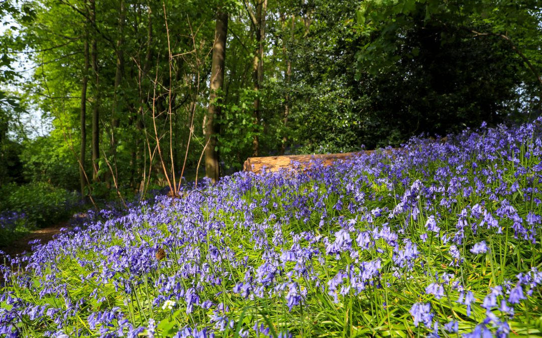 We are Caring for our Green Spaces to Support a Greener County!