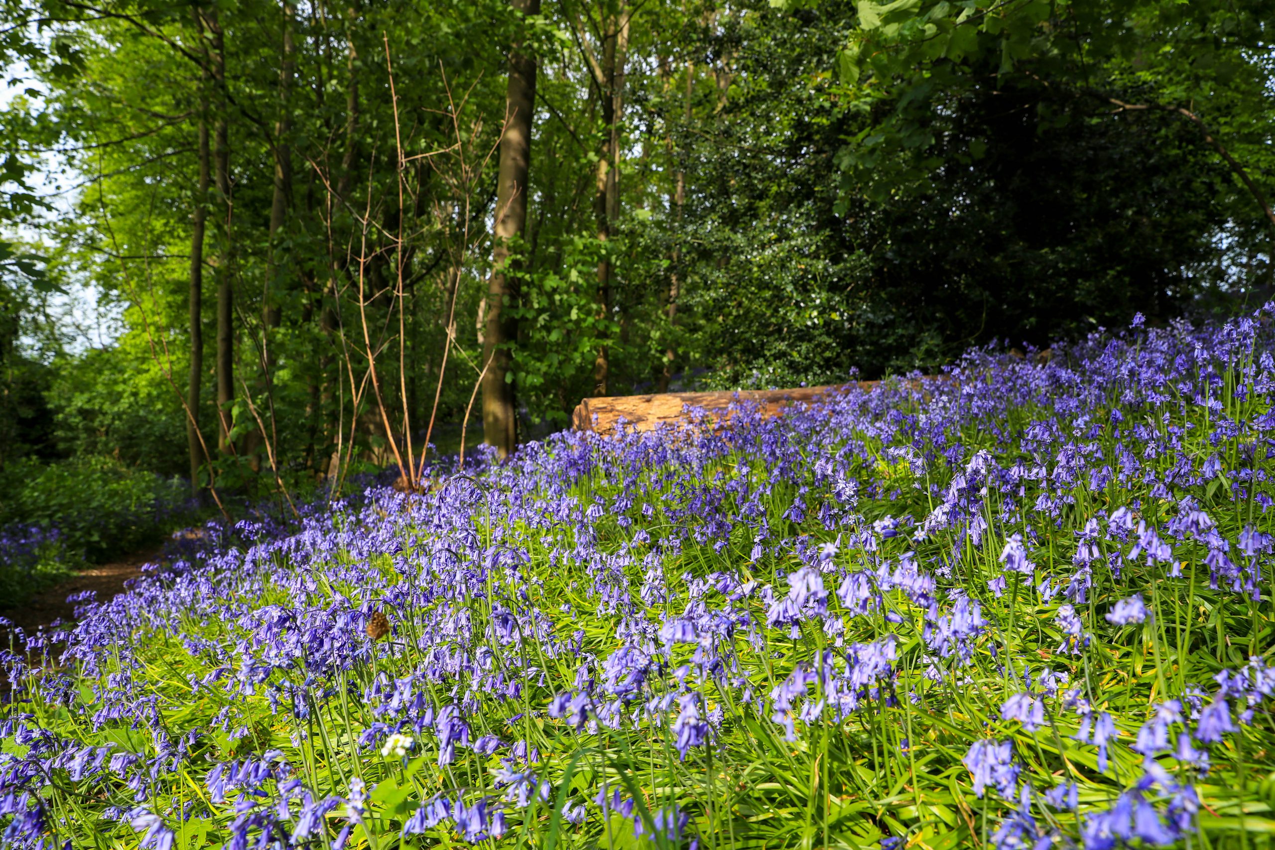 Georgie Kerr - Bluebells