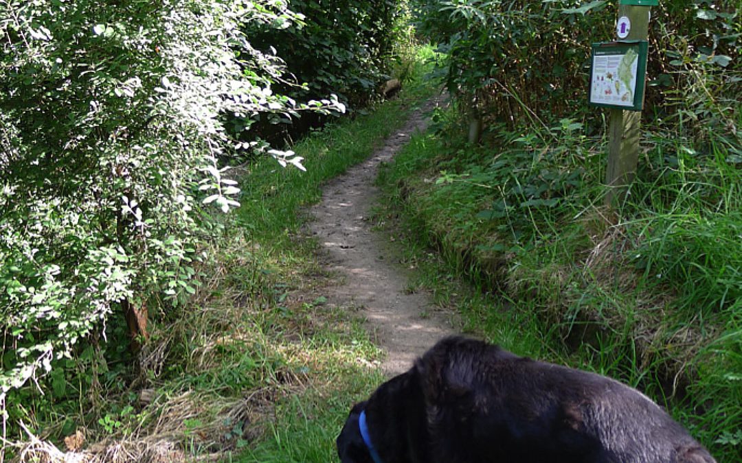 Coddenham Cares – Check Out Our New Page on all Things Environmental