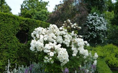 Coddenham Open Gardens and Scarecrow Trail is Back