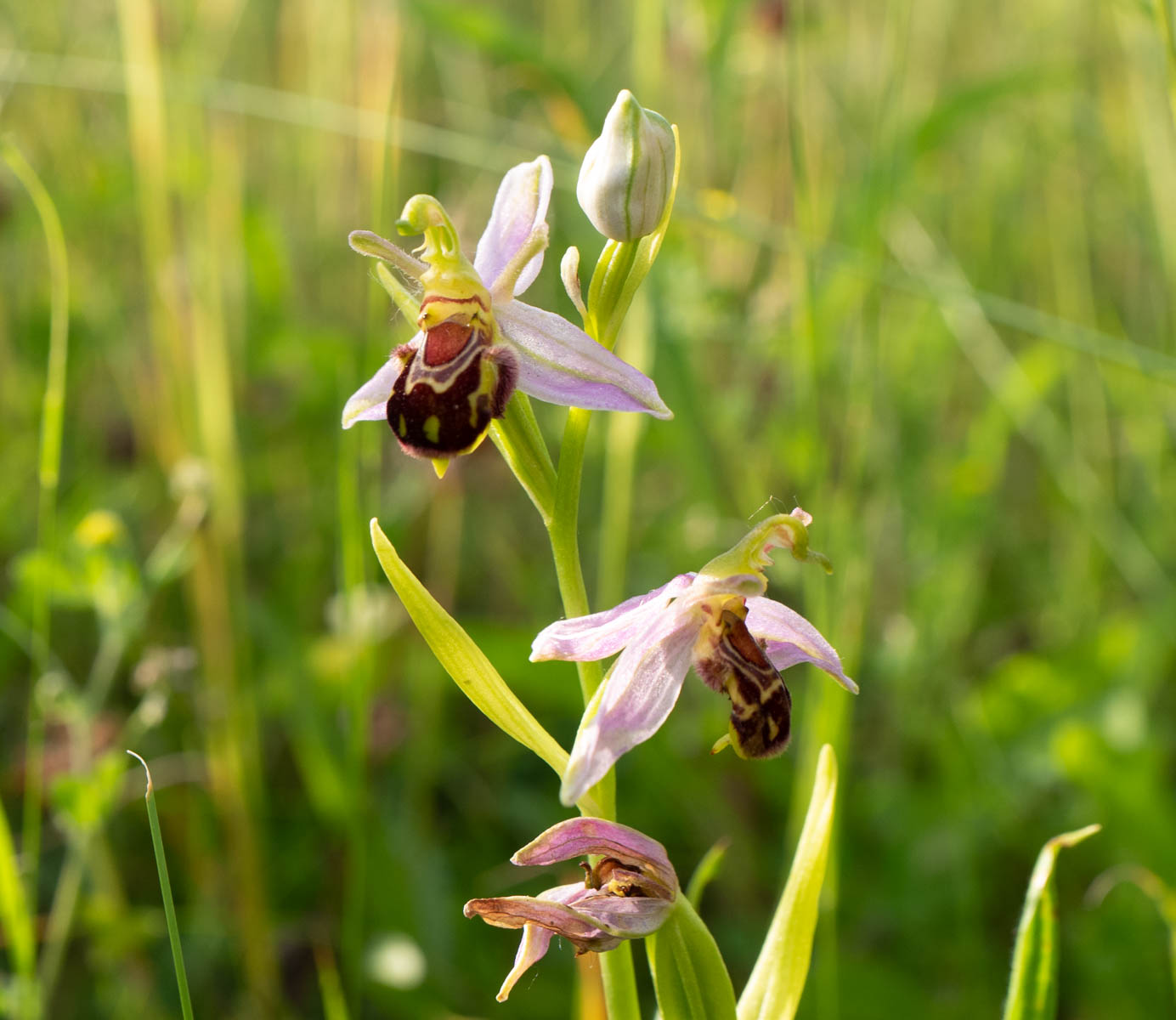 Bee Orchid