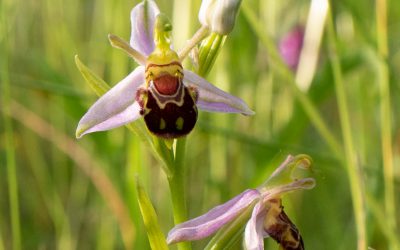 Amazing Flora in St Mary’s Churchyard