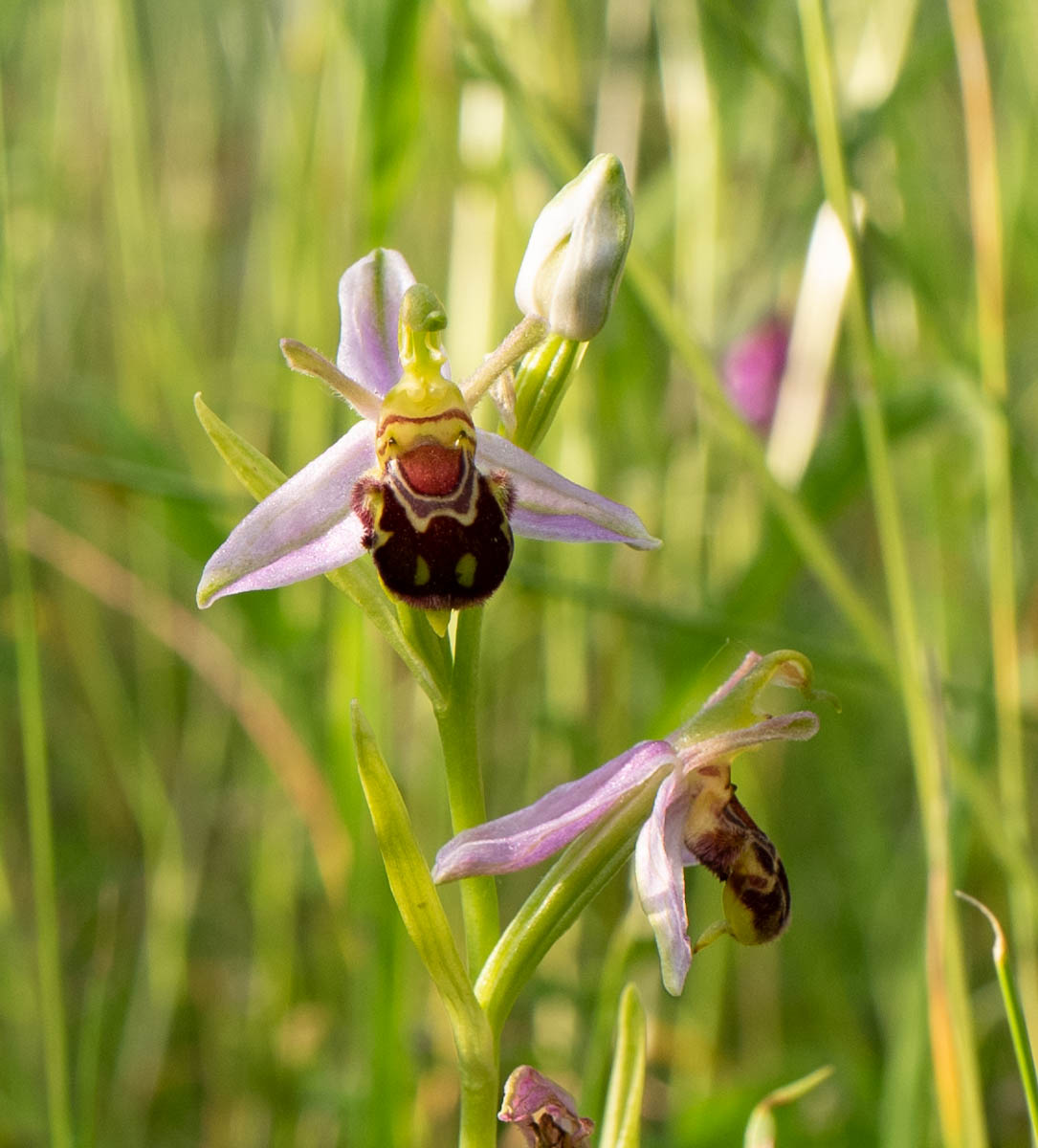 Bee orchid 2022
