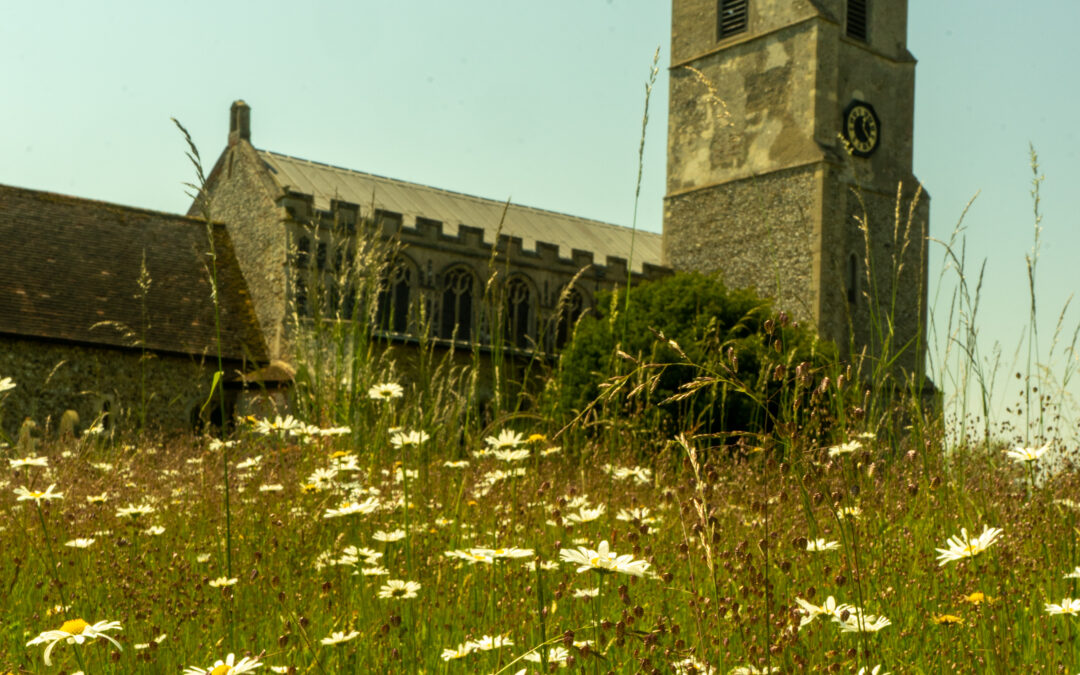 Wildflowers Take Over at St Mary’s