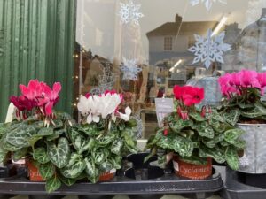 christmas cyclamen