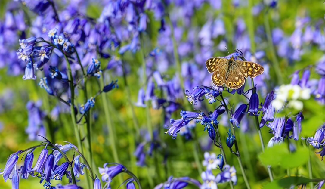 Broom Hill Work Morning