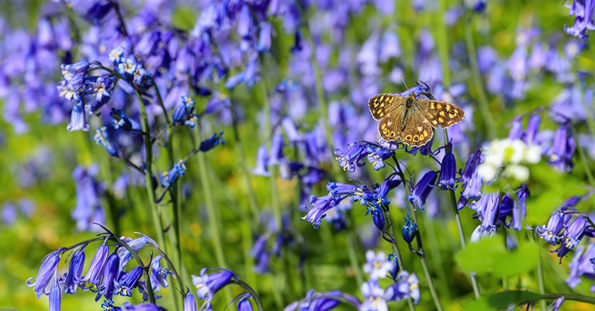Bluebells with a butterfly