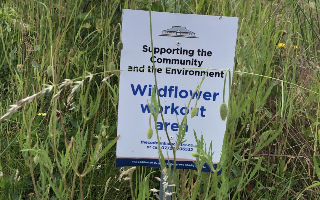 The Wildflowers are working out for another year.