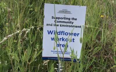 The Wildflowers are working out for another year.