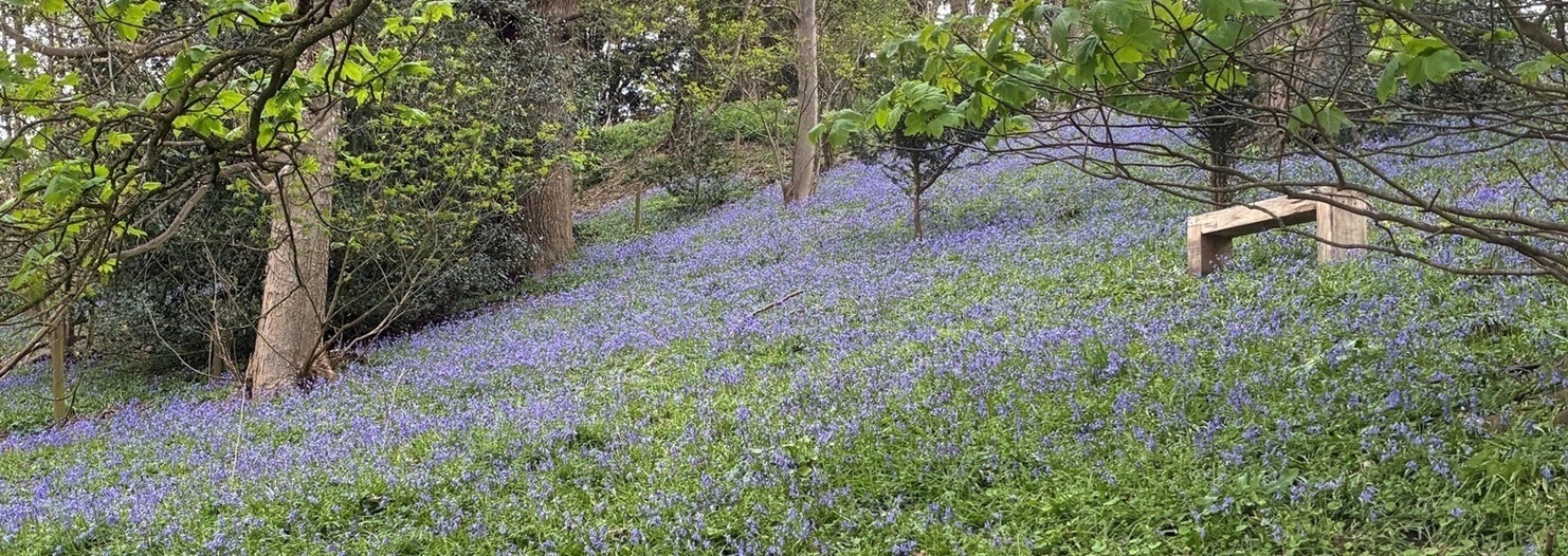 Coddenham Parish Bluebells
